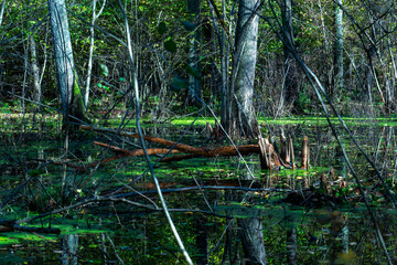 river in the forest