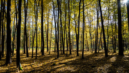 Fototapeta premium autumn in the forest