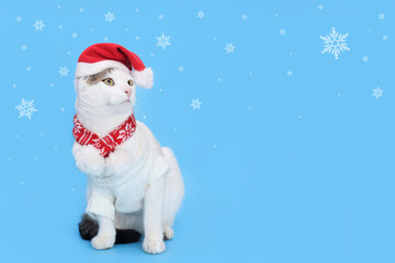 White Cat wearing Santa hat. Christmas concept. Holiday background. Santa's helper. Merry Christmas. Xmas. For card or invitation with copy space. Santa cat. Happy New Year. Starry sky.  Snowflake