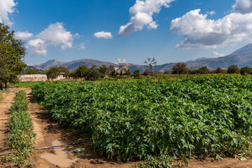 Fototapeta na wymiar Lasithi plateau, Crete, Greece. 30.09.2023. Windmills, distant mountains and salad style crops growing on the Lasithi Plateau in eastern Crete, Greece.