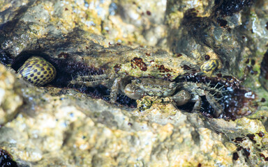 A wild crab in its natural environment, hidden in a rock crevice and blending in with its surroundings