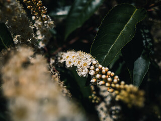 Spring flowers in the garden