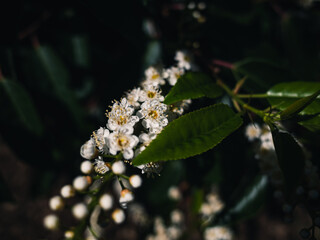 Spring flowers in the garden