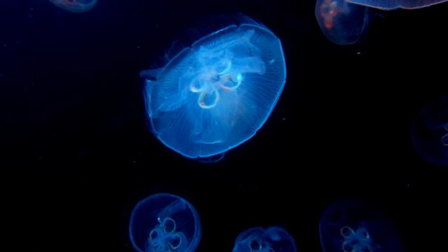 Moon jellyfish changing colors and swimming under water in the ocean