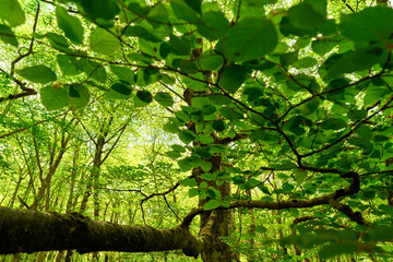 Tree branch with green leaves, view from below