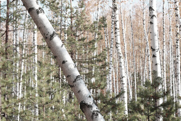  Beautiful birch trees with white birch bark