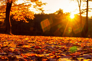 Beautiful autumn landscape at sunset with fallen leaves on the foreground - 671850030