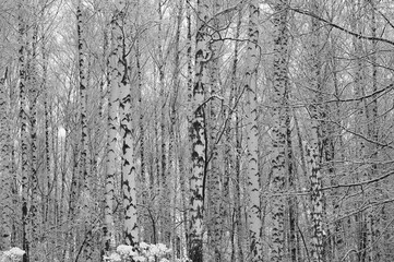 Black and white birch trees with birch bark