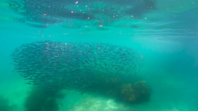Bait ball of a school of anchovy fish as they get chased underwater in the Atlantic ocean, European anchovy Engraulis encrasicolus, natural scene, Spain, Galicia, Rias Baixas, 59.94fps