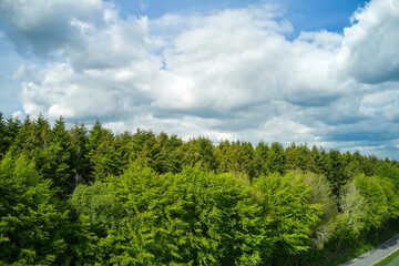Forest of trees under a cloudy blue sky along a narrow road. Beautiful day out in nature aside the living landscape, green. High view of surroundings under the clouds in the outdoors.