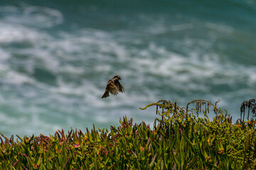 Sparrow landing with ocean in the background 