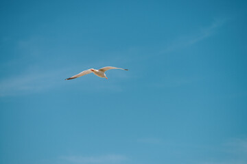 Seagull flying 