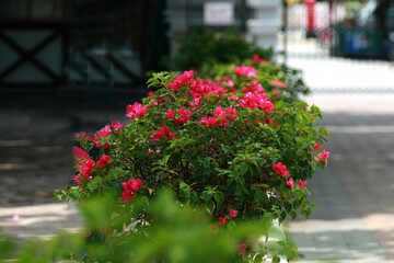 Green tree and red flower blur background