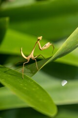 Close-up of a praying mantis on green grass. The praying mantis is an insect of the order Mantodea