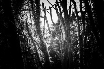 Forest trees in black and white 