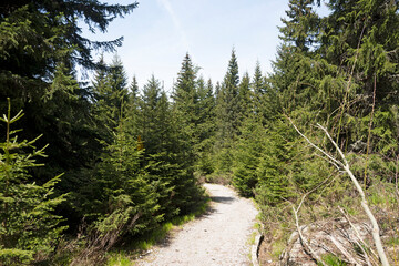 Spring view of Konyarnika area at Vitosha Mountain, Bulgaria