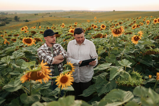 Smart farming. Two farmers using digital tablet for examine and check sunflowers in field. Agronomist team, analyse results of quality organic harvest. Agribusiness. Agriculture modern technology.
