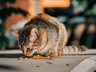 Cute tabby cat eating food. Light brown and grey color animal consuming small bits of canned meat....