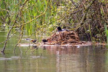 Female coot with chicks on a floating nest at the waters edge.
