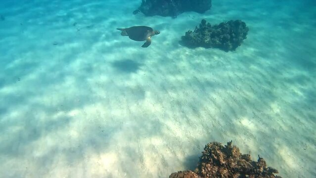 Sea turtle swimming among the rock and coral reef