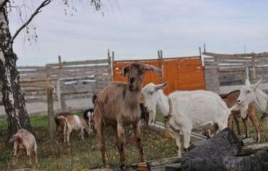 Obraz premium cows in the farm
