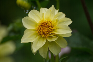Yellow dalia flower in the garden - 671859690
