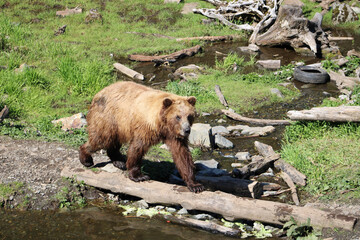 brown bear cub © Taylor