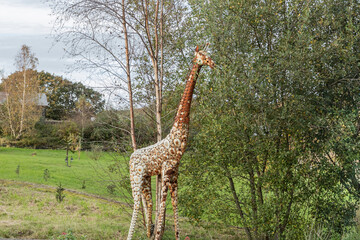 Rusty metal giraffe statue in some trees