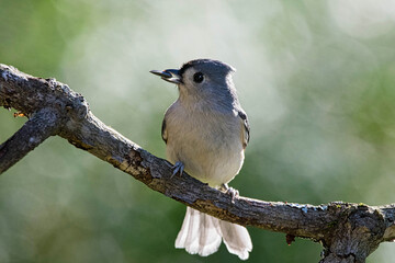 Tufted titmouse backlit by the autumn sun.