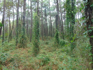 Profundo bosque de pinos