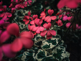 Pink flowers in the garden
