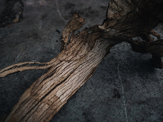 Fototapeta na wymiar Fallen tree bark