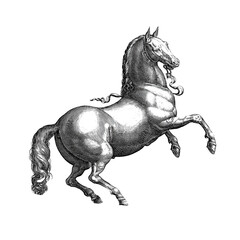 A rearing horse illustration executed in an engraving style with black lines on a white background with a clipping path. © Gvais