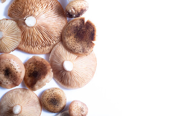 Inverted caps of edible honey mushrooms on a white background. Copy space