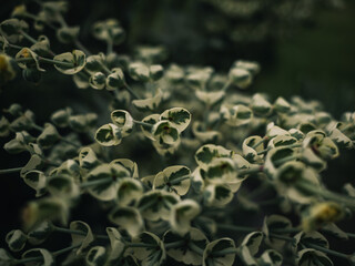 Plant foliage