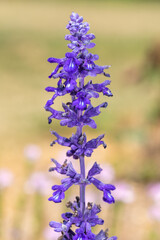 Close up of a mealeycup sage (salvia farinacea) flower in bloom