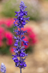 Close up of a mealeycup sage (salvia farinacea) flower in bloom