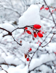 Vibrant red barberry branches under a layer of snow in winter. Red berries winter background