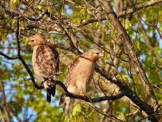 Juvenile red shoulder hawks