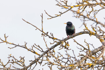 2023-03-12, GER, Bayern: Ein Star im Baum.