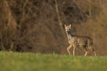 2023-03-12, GER, Bayern: Ein Rehbock am Waldrand.