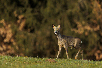 2023-03-12, GER, Bayern: Ein Rehbock am Waldrand.