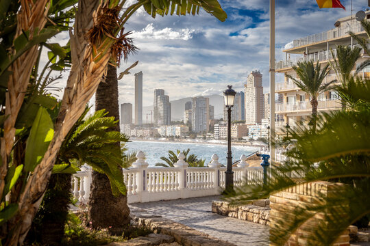 Widok na plażę, hotele i morze śr&oacute;dziemne między palmami Hiszpańskiego miasta Benidorm na Costa Blanca