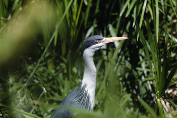 great blue heron ardea cinerea between the green leaves, walking outdoor