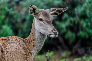 Majestic deer in the monfragüe forest