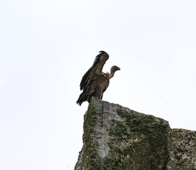 Griffon vulture in Monfragüe national park