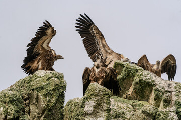 Vultures showing their wings on the mountain rocks.