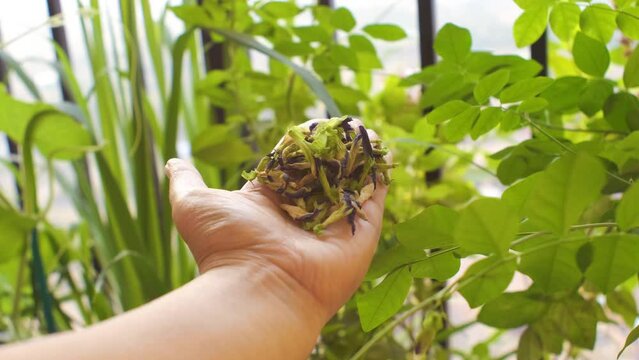 Handful harvest of organic, dry, butterfly pea flowers from the balcony garden. Fresh, naturally dried flowers on the plant itself. Useful for herbal tea.  