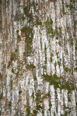 Obraz premium Texture of bark of a tree with moss and lichens in light brown vertical
