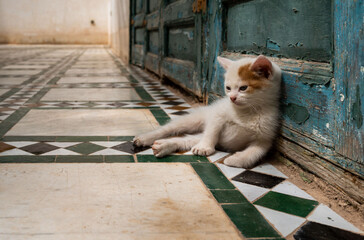 Feral Kitten Resting on Tiled Floor © Peter